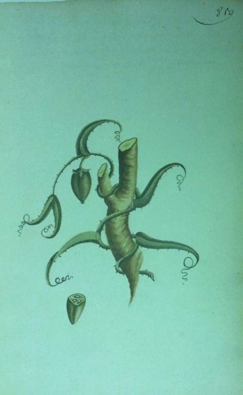 Simon van der Stels Journey to Namaqualand in 1685. Limited edition