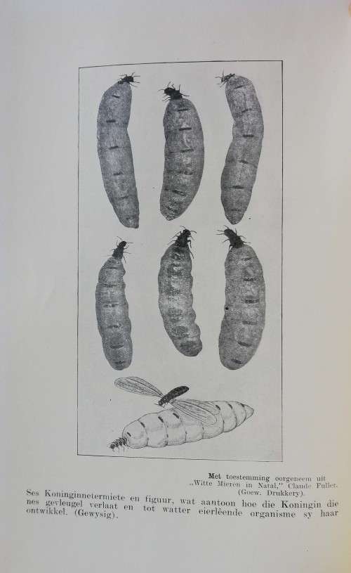 Die Siel van die Mier. First Edition with rare dust jacket