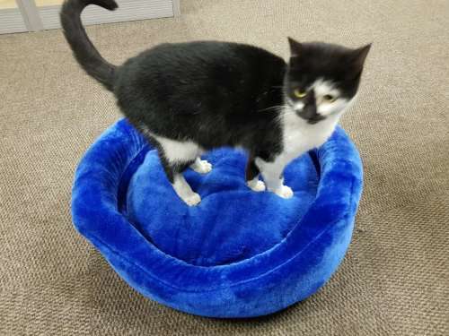 Mink Pet Bed & Cushion for dog & cat