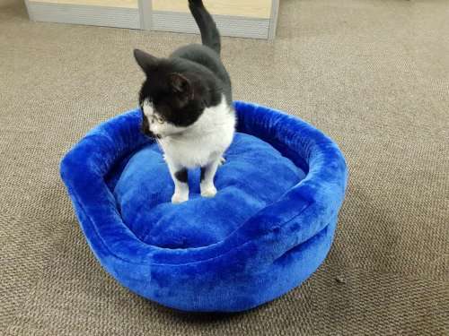 Mink Pet Bed & Cushion for dog & cat