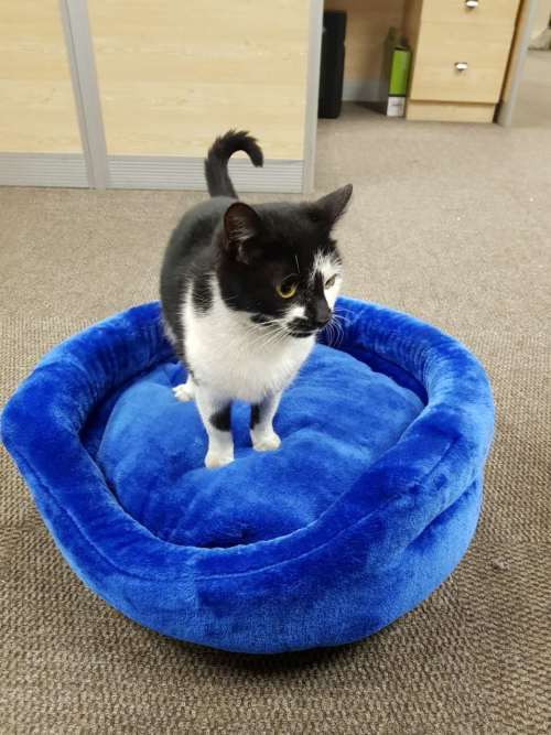 Mink Pet Bed & Cushion for dog & cat