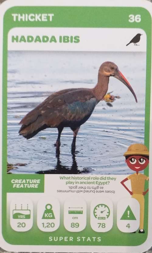 Hadida ibis card