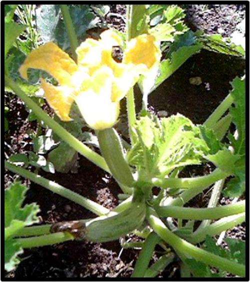 ZUCHINNI SQUASH ( BABY MARROW ) - CASERTA - 15 SEED - SEE DESCRIPTION.