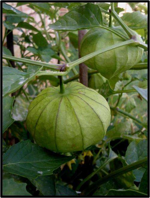 Tomotilla - 10 Seeds - See Description.