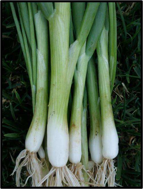 Spring Onion - 100 Seed - See Description.