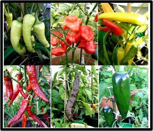 PEPPER VARIETY 6 PACK - 6 SEED OF EACH - SEE DESCRIPTION.