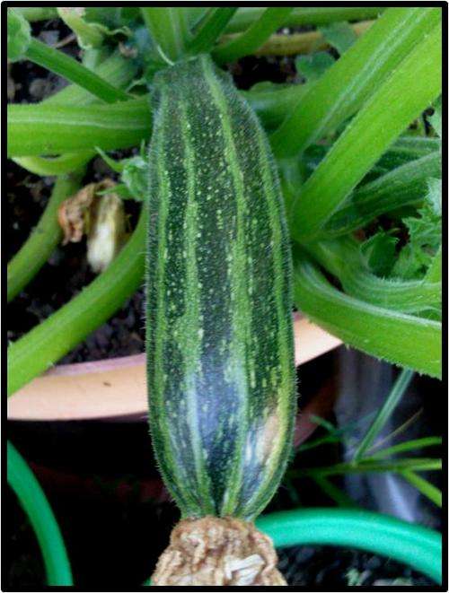 Squash - Cocozelle zucchini ( Baby marrow ) - 10 Seeds - See description.