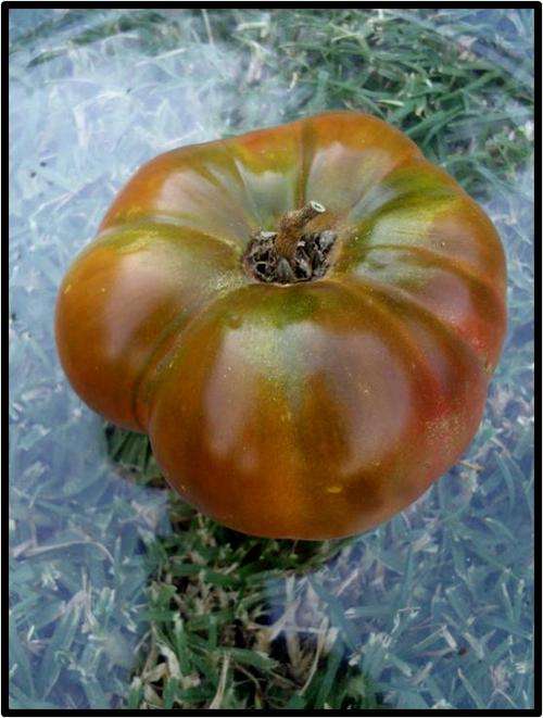 BLACK FROM TULA TOMATO - 20 SEED - SEE DESCRIPTION.