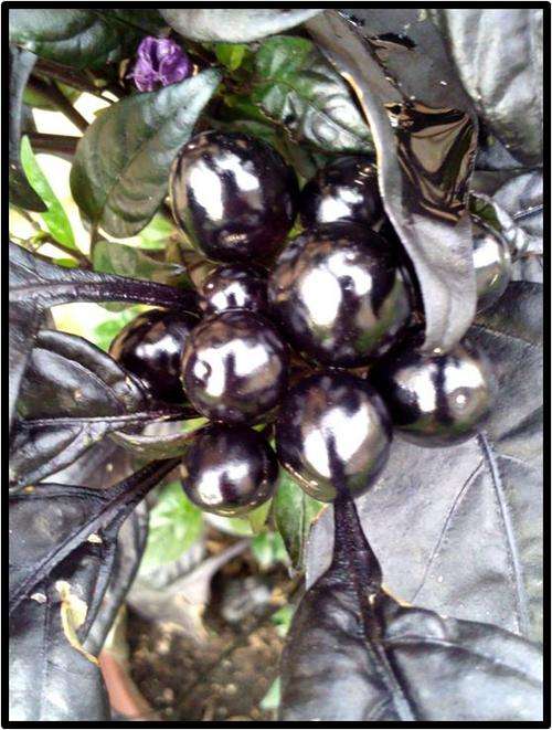 ORNAMENTAL PEPPER ( HOT ) - BLACK PEARL - 12 SEED - SEE DESCRIPTION.