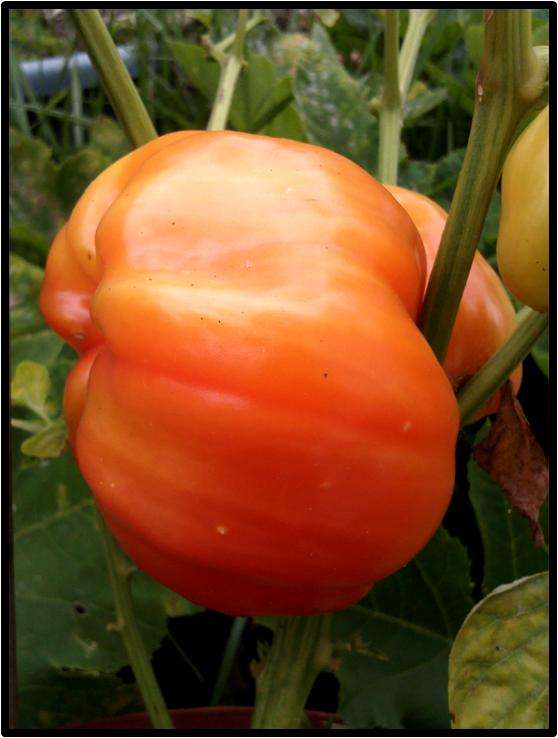 SWEET/MILD PEPPER - SUNRISE ORANGE - 12 SEED - SEE DESCRIPTION.