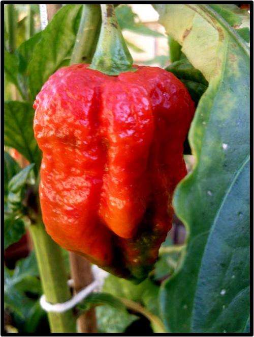 Pepper ( Extremely hot ) - Bhut Jolokia - 10 Seed - See description.