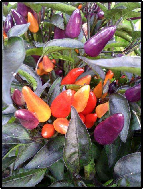 ORNAMENTAL PEPPER ( HOT ) - EXPLOSIVE EMBER - 12 SEED - SEE DESCRIPTION.