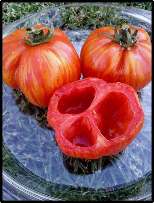 Tomato - Striped cavern - 10 Seeds - See description.
