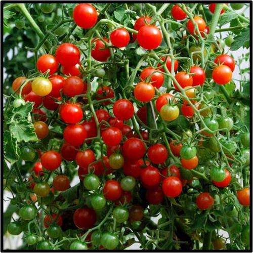 SWEET PEA CURRANT TOMATO - 15 SEED - SEE DESCRIPTION.