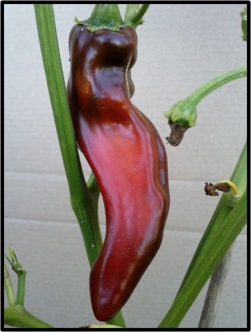 ANAHEIM PEPPER ( MILD ) - 10 SEED - SEE DESCRIPTION.