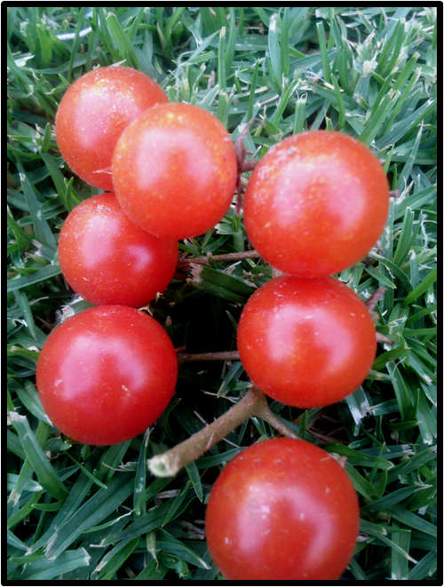 MATTS WILD CHERRY TOMATO - 20 SEED - SEE DESCRIPTION.