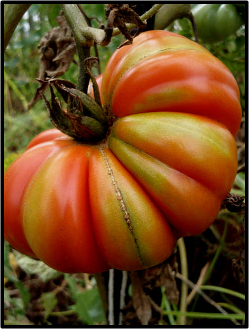 CUORE DI BUE TOMATO ( HEART OF THE BULL ) - 15 SEED - SEE DESCRIPTION.