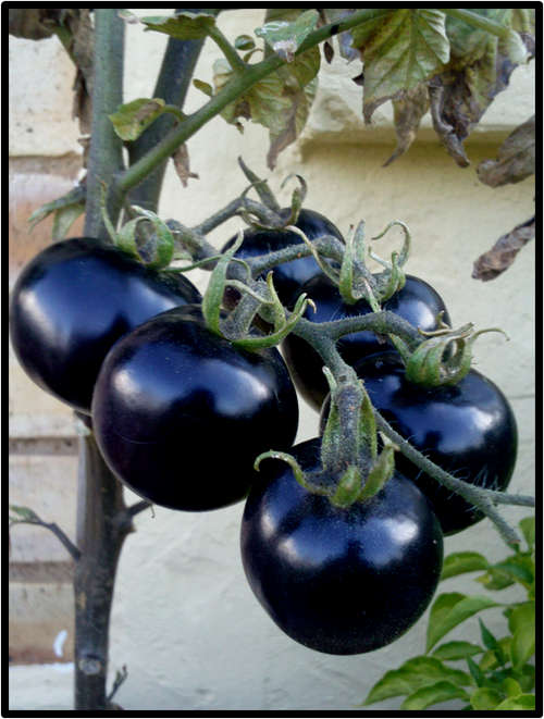 INDIGO ROSE TOMATO - 10 SEED - SEE DESCRIPTION.