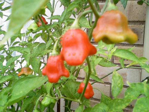 Christmas Bell Pepper - 10 seeds