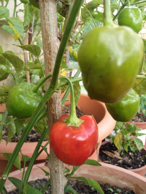 Pepper - Capsicum Baccatum Piquante ( Sweet ) - 10 Seeds - See Description.