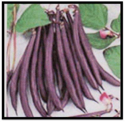Bean ( Ranking ) - Trionfo Violetto - 10 Seeds - See Description.