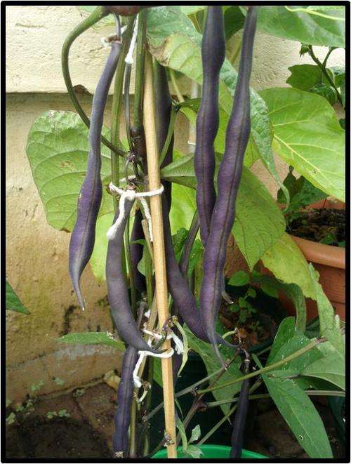 BUSH BEAN - ROYAL BURGUNDY - 6 SEED - SEE DESCRIPTION.