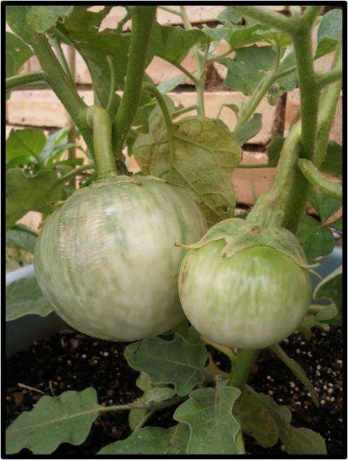 Eggplant - Thai Round Green - 10 Seeds - See Description.