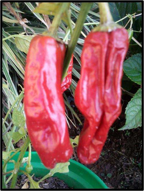 PEPPERONCINI PEPPER ( MILD ) - 20 SEED - SEE DESCRIPTION.