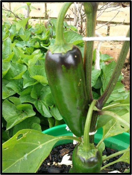 JALAPENO PEPPER ( HOT ) - 15 SEED - SEE DESCRIPTION.