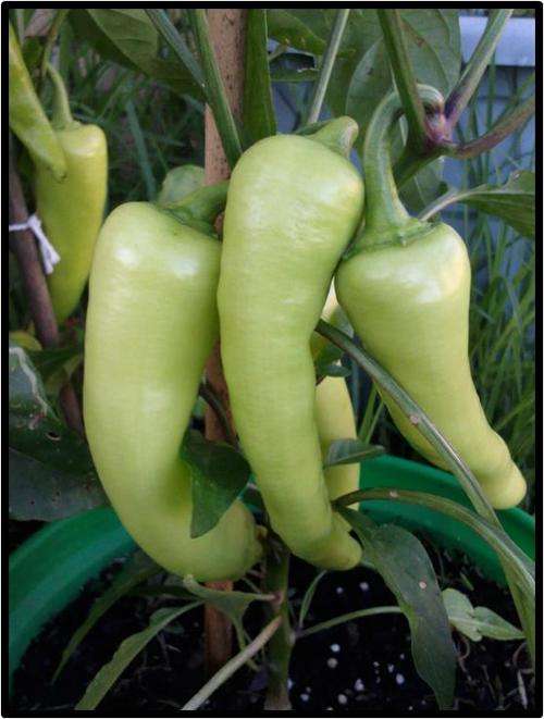 SWEET / MILD PEPPER - BANANA - 12 SEED - SEE DESCRIPTION.