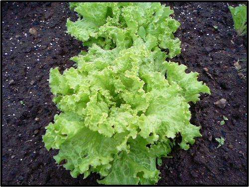 Looseleaf Lettuce - Grand Rapids - 75 seed - See Description.