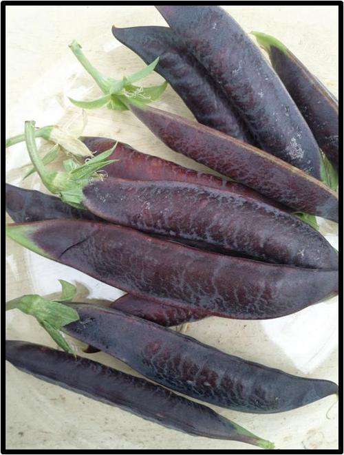 PEA ( CLIMBING ) - BLUE PODDED - 7 SEED - SEE DESCRIPTION.