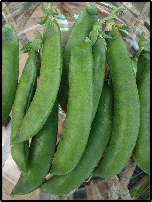 PEA ( CLIMBING ) - GREEN FEAST - 7 SEED - SEE DESCRIPTION.