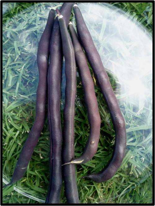 POLE BEAN - TRIONFO VIOLETTO - 6 SEED - SEE DESCRIPTION.