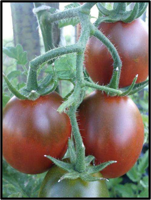 Cherry tomato - Black Plum - 10 Seeds - See Description.