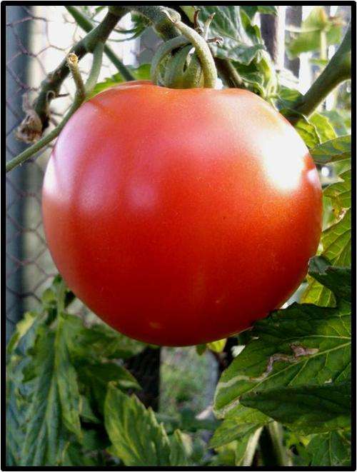 Tomato - Super Beefsteak - 10 Seeds - See Description.