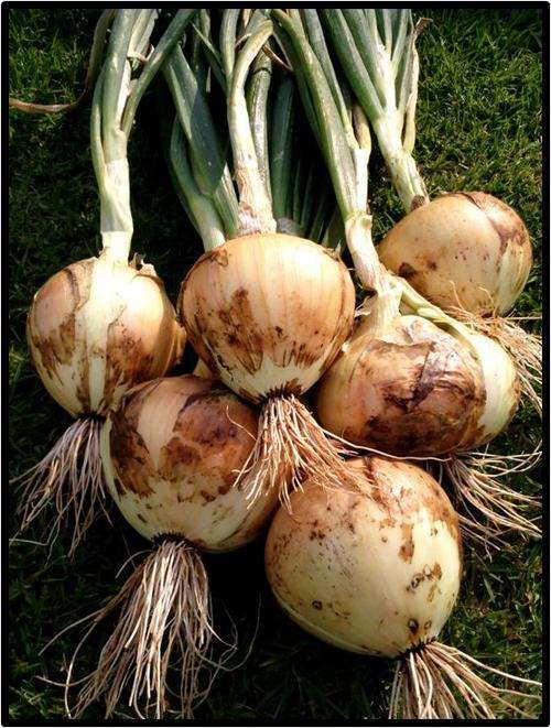 ONION - TEXAS GRANO - 50 SEED - SEE DESCRIPTION.