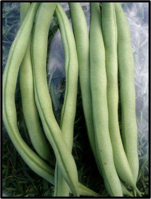 BUSH BEAN - WINTERGREEN - 7 SEED - SEE DESCRIPTION.