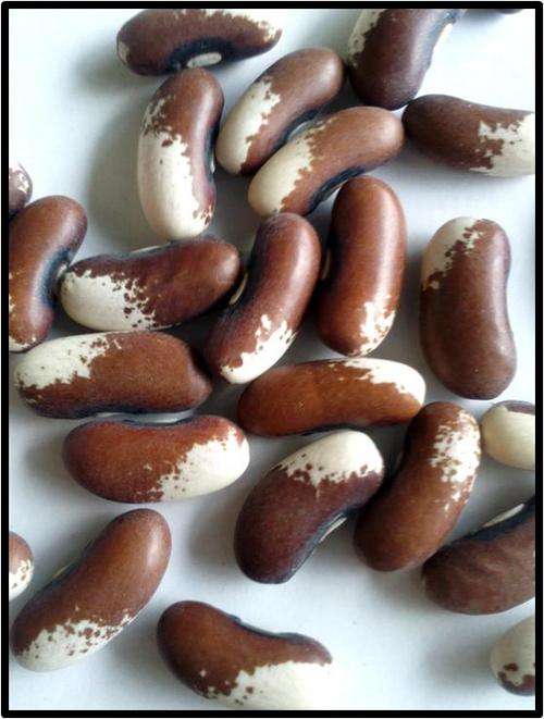 BUSH BEAN - PAINTED PONY - 6 SEED - SEE DESCRIPTION.