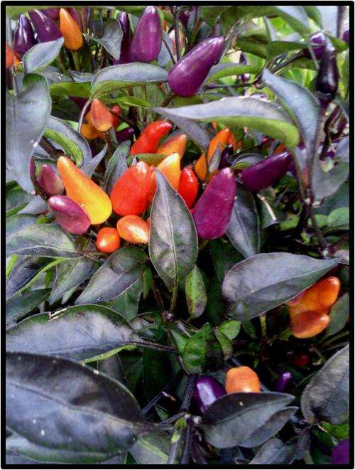 ORNAMENTAL PEPPER ( HOT ) - EXPLOSIVE EMBER - 12 SEEDS - SEE DESCRIPTION.