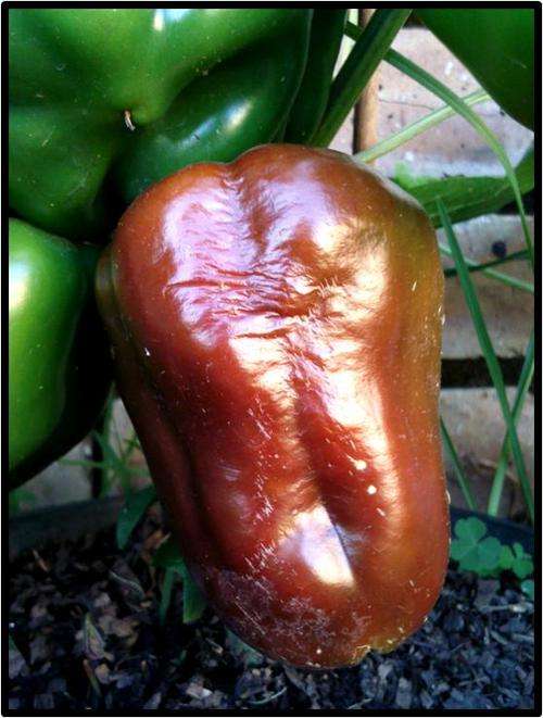 CHOCOLATE PEPPER ( SWEET ) - 20 SEED - SEE DESCRIPTION.