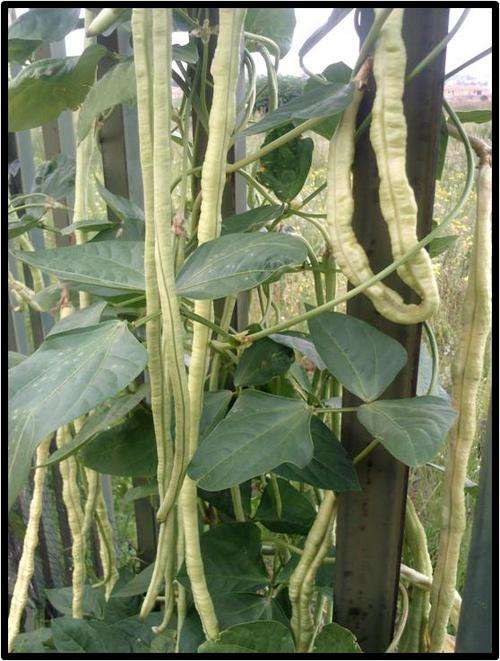 YARDLONG POLE BEAN - CHINESE WHITE SEEDED - 6 SEED - SEE DESCRIPTION.
