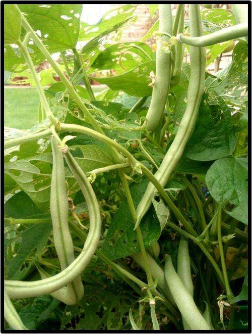 BUSH BEAN - CONTENDER - 7 SEED - SEE DESCRIPTION.