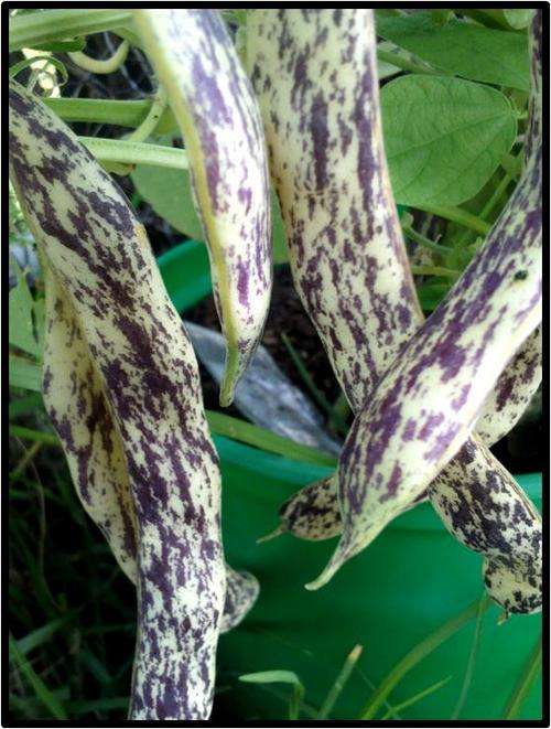 Bean ( Bush ) - Dragons Tongue - 10 seeds - See Description.