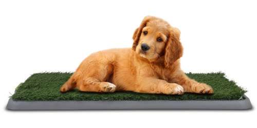 Dog Potty Patch Large