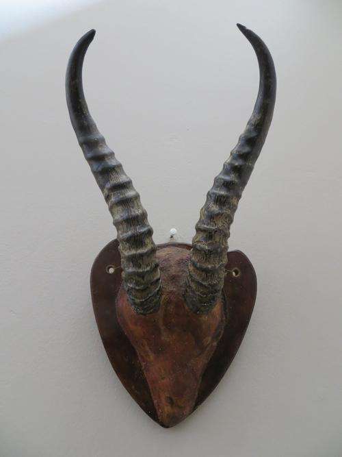 TAXIDERMY WALL MOUNTED VINTAGE SPRINGBOK HORNS
