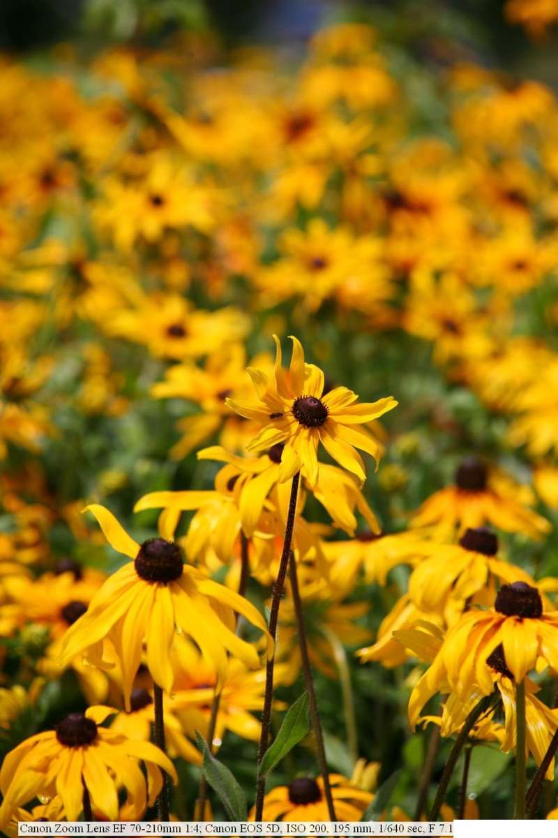 Canon EF 70-210mm F/4.0 Zoom/Macro Lens *** fungus ***