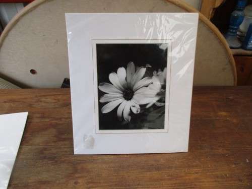 BEAUTIFUL PHOTO OF A CLOSE UP FLOWER  BLACK AND WHITE