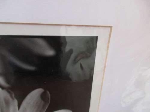 BEAUTIFUL PHOTO OF A CLOSE UP FLOWER  BLACK AND WHITE