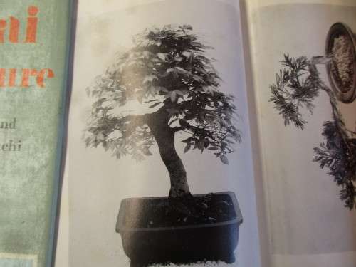 THREE BOOKS ON BONSAI !